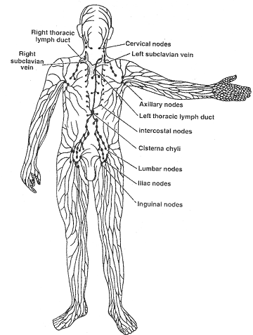 1959_lymphatic system.png